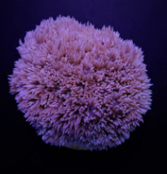 Goniopora spp. (Blue-Purple)