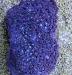 Goniopora spp. (Blue) (Premium)