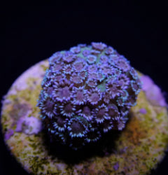 Goniopora spp. (Blue) (Premium) (frag)