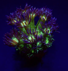 Goniopora spp. (Blue-Green Glitter) (frag) NZ
