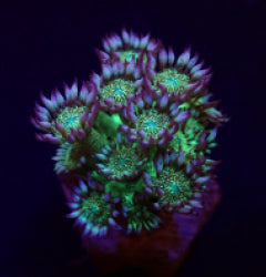 Goniopora spp. (Glitter face) (frag)