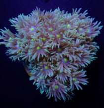 Lade das Bild in den Galerie-Viewer, Goniopora spp. (Green-Blue Center)
