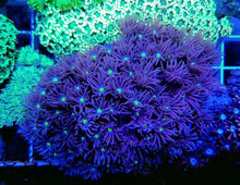 Lade das Bild in den Galerie-Viewer, Goniopora spp. (Green-Blue Center)
