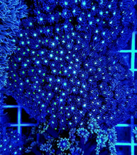Lade das Bild in den Galerie-Viewer, Goniopora spp. (Green-Blue Center)
