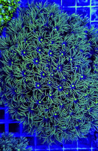 Lade das Bild in den Galerie-Viewer, Goniopora spp. (Green-Blue Center)
