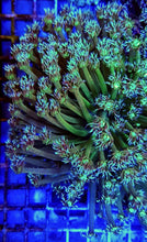 Lade das Bild in den Galerie-Viewer, Goniopora spp. (Green)
