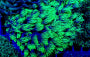 Lade das Bild in den Galerie-Viewer, Goniopora spp. (Green)
