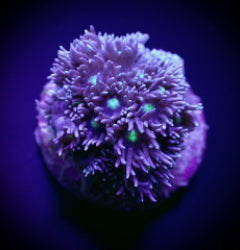 Goniopora spp. (Green-Blue Center) (frag) NZ
