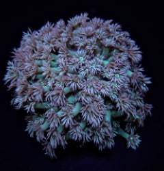 Goniopora spp. (Green)