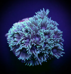 Goniopora spp. (Green) (frag)