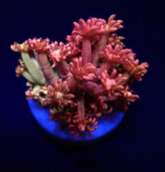 Goniopora spp. (Paloma) (frag)