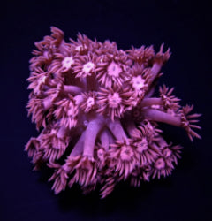 Goniopora spp. (Pink)