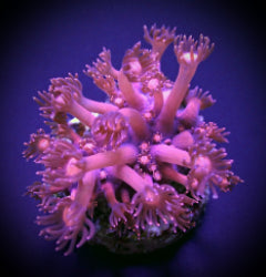 Goniopora spp. (Pink) (frag)