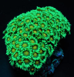 Goniopora spp. (Premium)