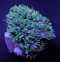 Goniopora spp. (Premium) (frag) NZ