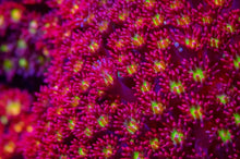 Lade das Bild in den Galerie-Viewer, Goniopora spp. (Red-Yellow-Green Center)
