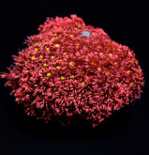 Lade das Bild in den Galerie-Viewer, Goniopora spp. (Red-Yellow-Green Center)
