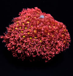 Goniopora spp. (Red-Yellow-Green Center)