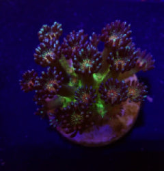 Goniopora spp. (Red Face Glitter) (frag)
