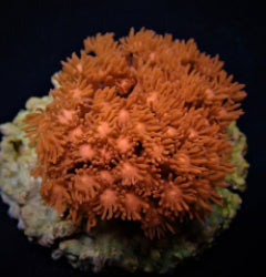 Goniopora spp. (Red) (Premium)
