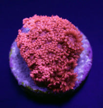 Lade das Bild in den Galerie-Viewer, Goniopora spp. (Red) (Premium) (frag)
