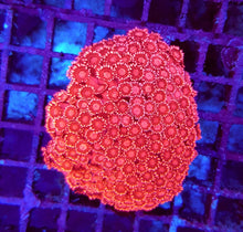 Lade das Bild in den Galerie-Viewer, Goniopora spp. (Red) (Ultra)

