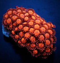 Lade das Bild in den Galerie-Viewer, Goniopora spp. (Red) (Ultra)
