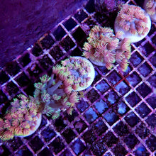 Lade das Bild in den Galerie-Viewer, Goniopora spp. (Special Selected) (frag)
