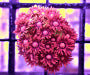 Lade das Bild in den Galerie-Viewer, Goniopora spp. (Special Selected) (frag)
