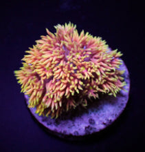 Lade das Bild in den Galerie-Viewer, Goniopora spp. (Special Selected) (frag)
