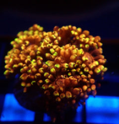 Goniopora spp. (Tequila Sunrise) (frag)