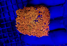 Lade das Bild in den Galerie-Viewer, Goniopora spp. (Ultra) (frag) NZ
