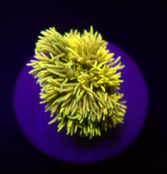 Goniopora spp. (Yellow) (frag)