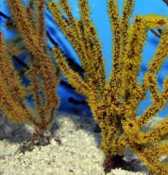 Gorgonia spp. (Colored)