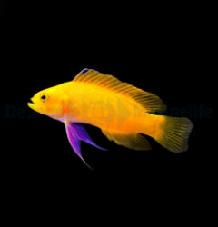 Gramma dejongi - T.B.