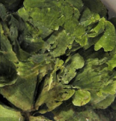 Halimeda spp.