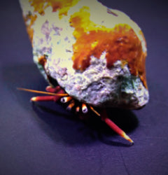 Hermit crab spp.