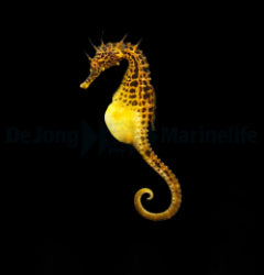 Hippocampus abdominalis - T.B