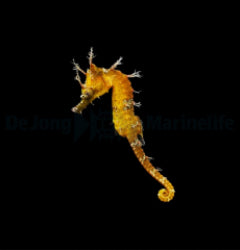 Hippocampus erectus (Yellow) - T.B.