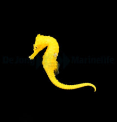 Hippocampus erectus (Bright Yellow) - T.B