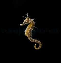 Hippocampus erectus - T.B.