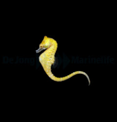 Hippocampus zosterae - T.B.