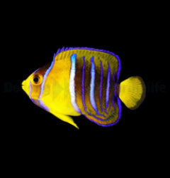Holacanthus passer - T.B.