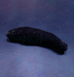 Holothuria (Halodeima) atra