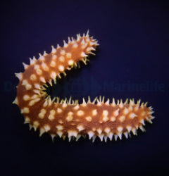 Holothuria (Mertensiothuria) hilla