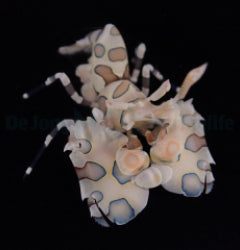 Hymenocera picta
