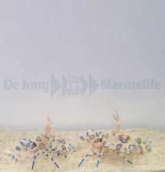 Hymenocera picta (Pair)