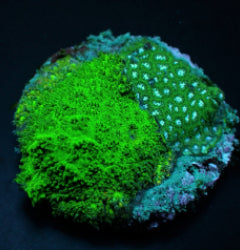 Leptastrea spp. (Premium) (frag) NZ