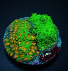 Leptastrea spp. (Ultra) (frag) NZ