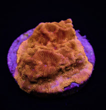 Lade das Bild in den Galerie-Viewer, Leptoseris spp. (Ultra) (frag) NZ
